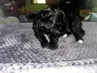 Unique, a female Yorkshire Terrier and Poodle - Miniature  for sale in Hagerstown, MD – 2 of 8