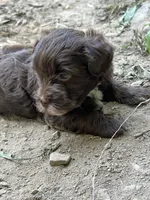 Cadbury, a female Yorkipoo for sale in Hagerstown, MD – 4 of 5