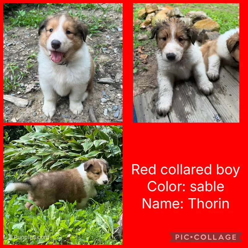Thorin – Collie puppy for sale in Hagerstown, MD