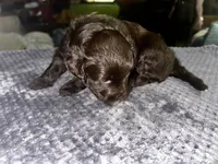Cadbury, a female Yorkshire Terrier and Poodle - Miniature  for sale in Hagerstown, MD – 3 of 7