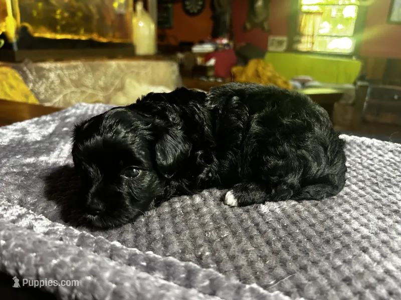 Unique – Yorkshire Terrier, Poodle - Miniature  puppy for sale in Hagerstown, MD