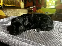 Unique, a female Yorkshire Terrier and Poodle - Miniature  for sale in Hagerstown, MD – 1 of 8