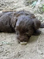 Cadbury, a female Yorkipoo for sale in Hagerstown, MD – 3 of 5