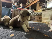 Bofur, a male Collie for sale in Hagerstown, MD – 3 of 5