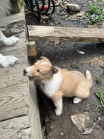 ori, a male Collie for sale in Hagerstown, MD – 5 of 6