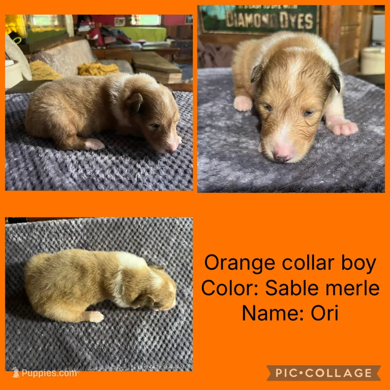 Ori – Collie puppy for sale in Hagerstown, MD