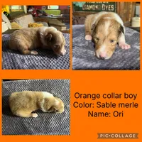 Ori, a male Collie for sale in Hagerstown, MD – 1 of 3
