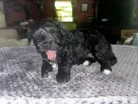 Unique, a female Yorkshire Terrier and Poodle - Miniature  for sale in Hagerstown, MD – 3 of 8