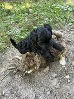 Unique, a female Yorkipoo for sale in Hagerstown, MD – 3 of 3