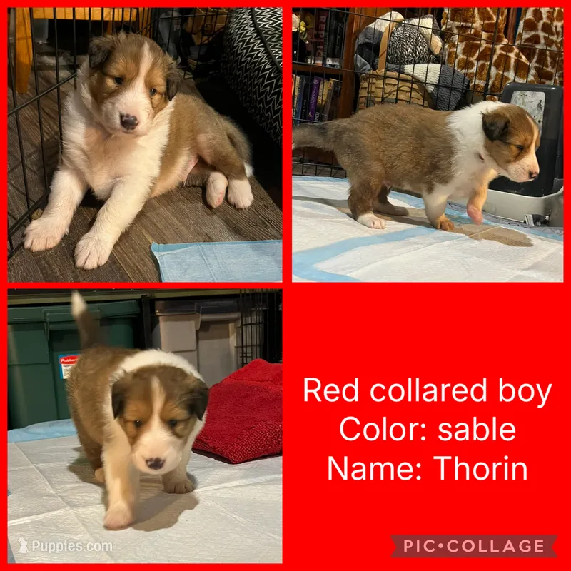 Thorin – Collie puppy for sale in Hagerstown, MD