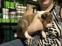 Bofur, a male Collie for sale in Hagerstown, MD – 5 of 5