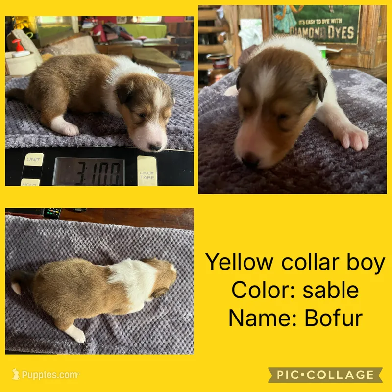 Bofur – Collie puppy for sale in Hagerstown, MD