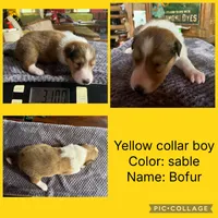 Bofur, a male Collie for sale in Hagerstown, MD – 1 of 5