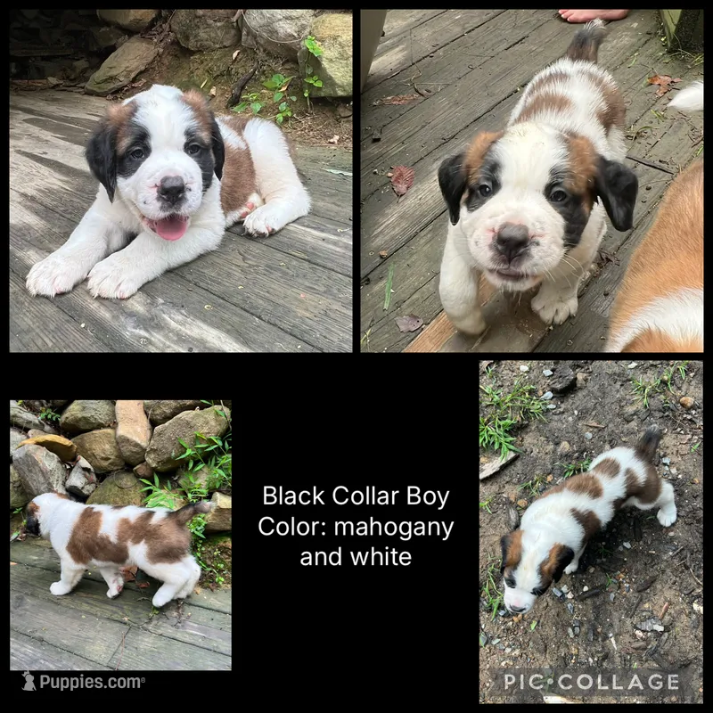 black collar – Saint Bernard puppy for sale in Hagerstown, MD