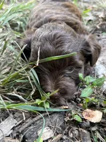 Cadbury, a female Yorkipoo for sale in Hagerstown, MD – 2 of 5