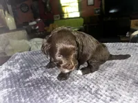 Cadbury, a female Yorkshire Terrier and Poodle - Miniature  for sale in Hagerstown, MD – 2 of 7
