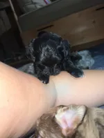 Unique, a female Yorkshire Terrier and Poodle - Miniature  for sale in Hagerstown, MD – 4 of 8