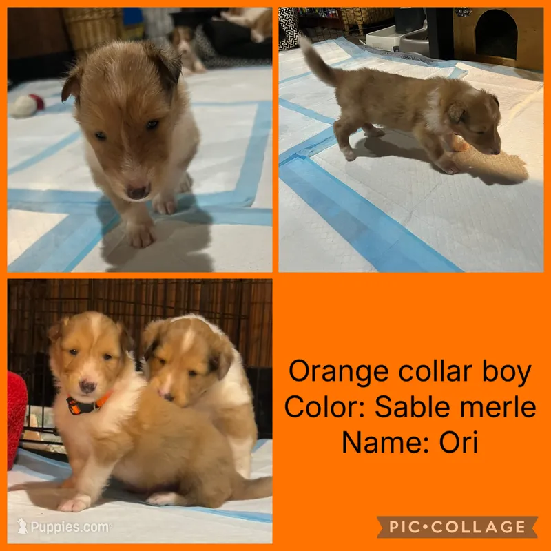 Ori – Collie puppy for sale in Hagerstown, MD