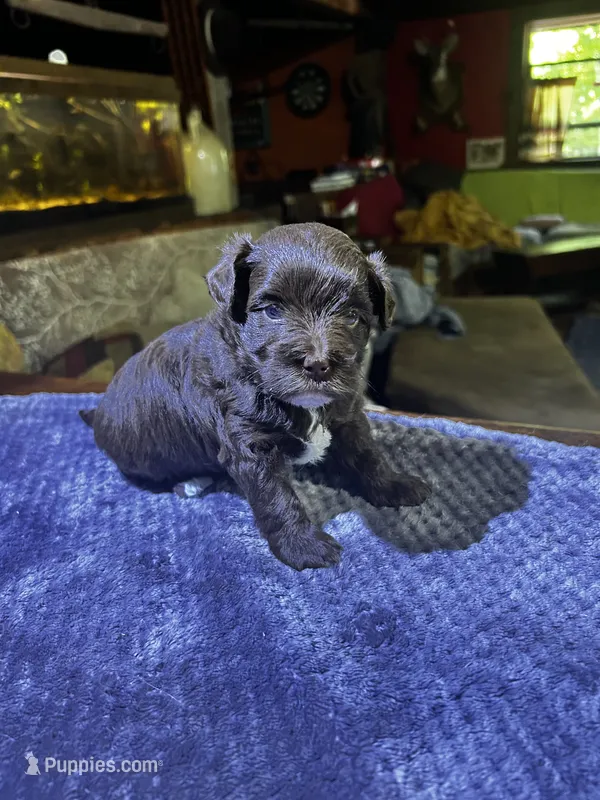 Cadbury – Yorkshire Terrier, Poodle - Miniature  puppy for sale in Hagerstown, MD
