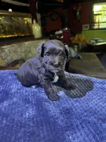 Cadbury, a female Yorkshire Terrier and Poodle - Miniature  for sale in Hagerstown, MD – 1 of 7