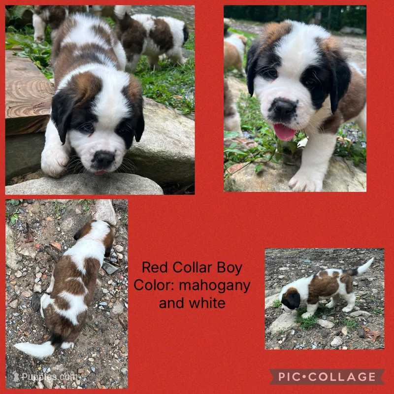 red – Saint Bernard puppy for sale in Hagerstown, MD