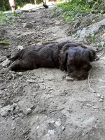 Cadbury, a female Yorkipoo for sale in Hagerstown, MD – 5 of 5