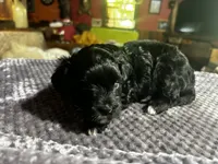 Unique, a female Yorkshire Terrier and Poodle - Miniature  for sale in Hagerstown, MD – 8 of 8