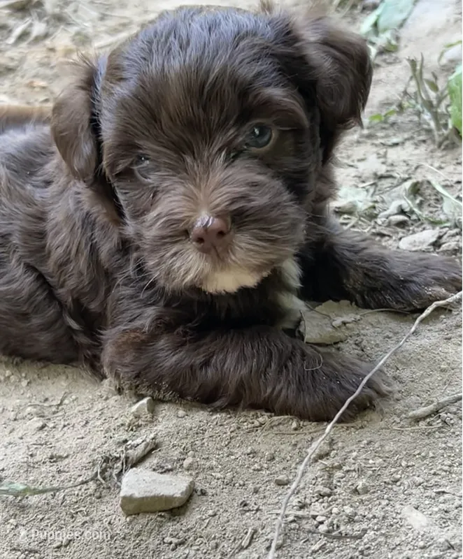 Cadbury – Yorkipoo puppy for sale in Hagerstown, MD