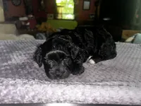 Unique, a female Yorkshire Terrier and Poodle - Miniature  for sale in Hagerstown, MD – 6 of 8