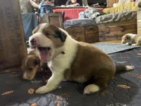 Thorin, a male Collie for sale in Hagerstown, MD – 2 of 3