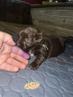 Cadbury, a female Yorkshire Terrier and Poodle - Miniature  for sale in Hagerstown, MD – 5 of 7