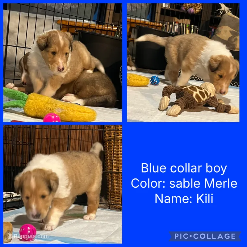 Kili – Collie puppy for sale in Hagerstown, MD