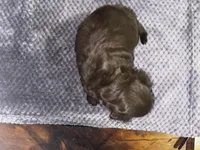 Cadbury, a female Yorkshire Terrier and Poodle - Miniature  for sale in Hagerstown, MD – 4 of 7