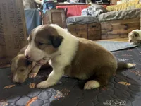 Thorin, a male Collie for sale in Hagerstown, MD – 3 of 3