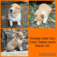 ori, a male Collie for sale in Hagerstown, MD – 1 of 6