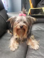 Margarita, a female Yorkshire Terrier for sale in Warwick, RI – Photo 7 of 8