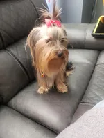 Margarita, a female Yorkshire Terrier for sale in Warwick, RI – Photo 8 of 8