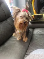 Margarita, a female Yorkshire Terrier for sale in Warwick, RI – Photo 5 of 8