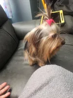Margarita, a female Yorkshire Terrier for sale in Warwick, RI – Photo 6 of 8