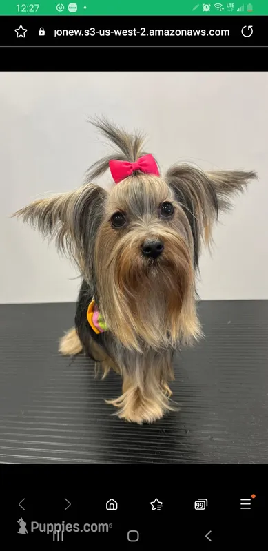 Margarita, a female Yorkshire Terrier for sale in Warwick, RI – Photo 1 of 8