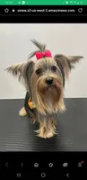 Margarita, a female Yorkshire Terrier for sale in Warwick, RI – Photo 1 of 8