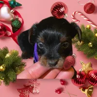 3 male and 2 female, a male Yorkshire Terrier for sale in Warwick, RI – Photo 6 of 7