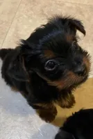 3 male and 2 female, a male Yorkshire Terrier for sale in Warwick, RI – Photo 7 of 7