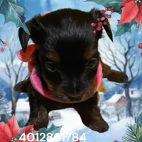 3 male and 2 female, a male Yorkshire Terrier for sale in Warwick, RI – Photo 3 of 7