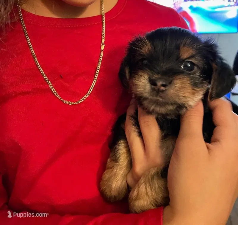 3 male and 2 female, a male Yorkshire Terrier for sale in Warwick, RI – Photo 1 of 7