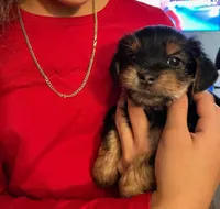 3 male and 2 female, a male Yorkshire Terrier for sale in Warwick, RI – Photo 1 of 7