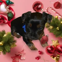 3 male and 2 female, a male Yorkshire Terrier for sale in Warwick, RI – Photo 5 of 7