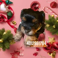 3 male and 2 female, a male Yorkshire Terrier for sale in Warwick, RI – Photo 2 of 7