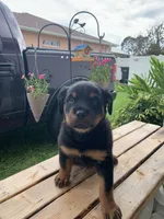 Niles, a male Rottweiler for sale in Lakeland, FL – 3 of 3