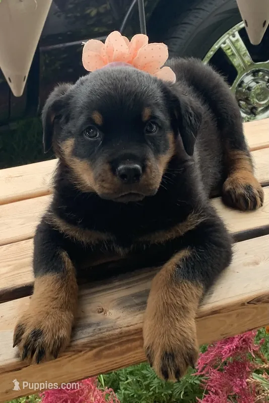 Diamond  – Rottweiler puppy for sale in Lakeland, FL